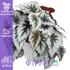 Бегония Королевская Beleaf Asian Tundra Азия Тундра