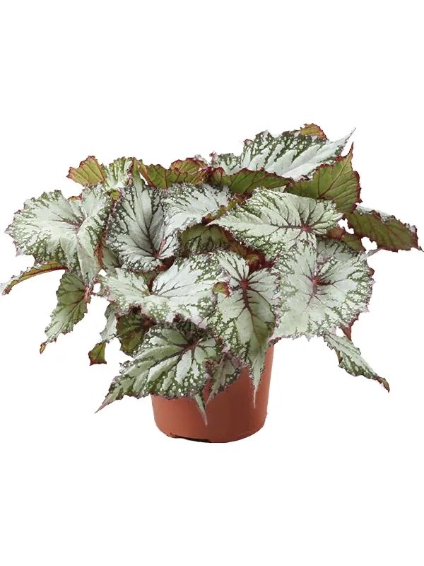 Бегония королевская (Рекс) Азиан Тундра (Begonia 'Asian Tundra' 6/tray)-0