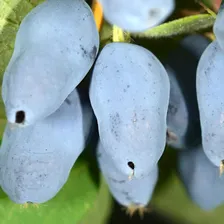 Жимолость Тундра (Lonicera edulis Tundra)