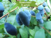Саженцы жимолости Тундра - 5 шт.