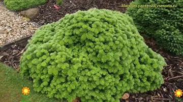 Пихта корейская Тундра. Краткий обзор, описание характеристик abies koreana Tundra