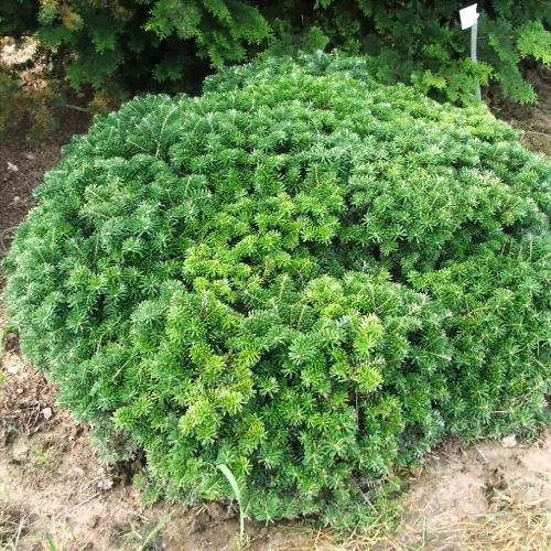Пихта корейская Тундра, С 5, 25-30 см