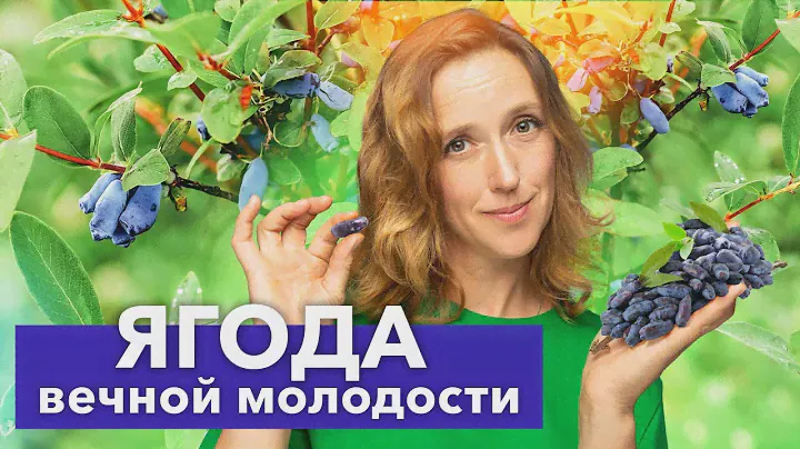ЧТО ТВОРИТ ЖИМОЛОСТЬ! Полезные свойства и секреты выращивания в своем саду мультивитаминной ягоды