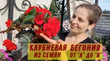 КЛУБНЕВАЯ БЕГОНИЯ ИЗ СЕМЯН ОТ А ДО Я