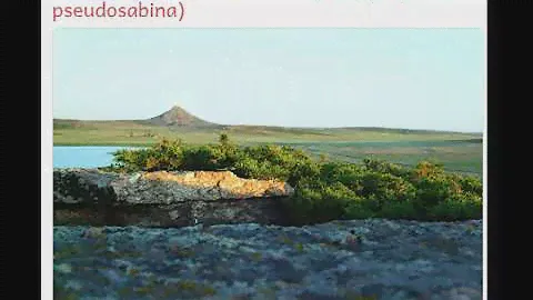 Можжевельник ложноказацкий  (juniperus pseudosabina)