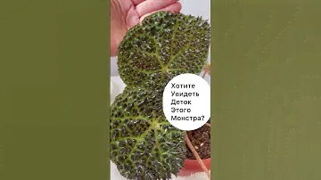 Шипастая бегония