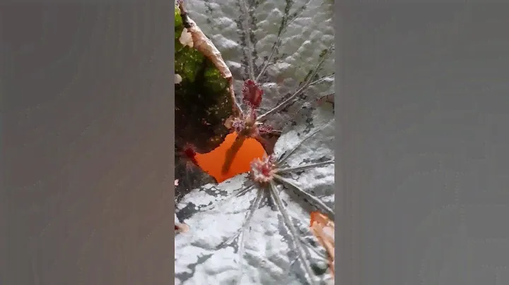 Бегония из листа.