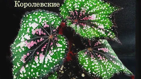 Бегонии Королевские. Комнатные растения.
