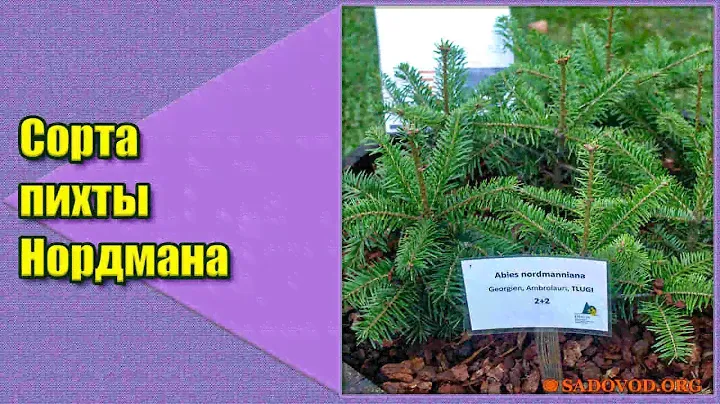 Сорта пихты Нордмана
