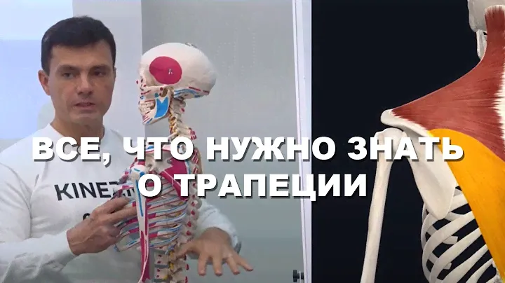 Секреты строения трапециевидной мышцы (Глеб Кирдогло)