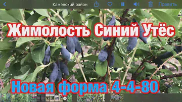 Жимолость Синий утёс. Новая форма 4-4-80