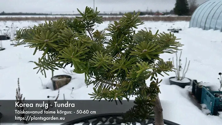 Korea nulg - Tundra 4K