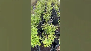 Жимолость канадская высокорослая