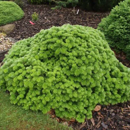 Пихта корейская Тундра/Abies koreana Tundra 20-30 С3