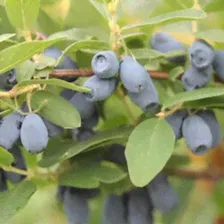 Жимолость съедобная Тундра