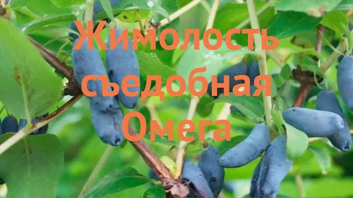 Жимолость съедобная Омега (lonicera edulis) 🌿 Омега обзор: как сажать, саженцы жимолости Омега