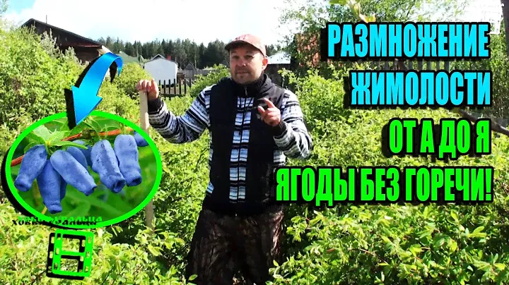 3 СПОСОБА, КАК РАЗМНОЖИТЬ ЖИМОЛОСТЬ? КАК ПОЛУЧИТЬ ЯГОДЫ БЕЗ ГОРЕЧИ? ЭКОСАД (ОГОРОД) И ТЕПЛИЦА 22-21