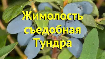 Жимолость съедобная Тундра. Краткий обзор, описание характеристик lonicera edulis Tundra