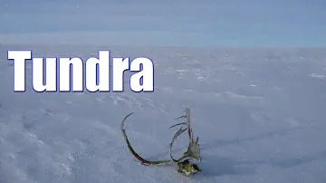 Tundra - Бесплатная музыка для видео