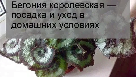 Бегония королевская — посадка и уход в домашних условиях