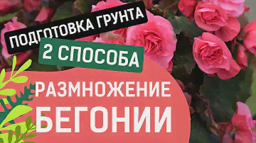 САМЫЙ ЛУЧШИЙ СПОСОБ ЧЕРЕНКОВАНИЯ КЛУБНЕВОЙ БЕГОНИИ!!!